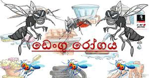 මීගමුවේ ඩෙංගු රෝගීන් පොකුරු පිටින්
