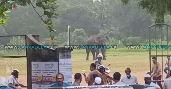 වාලච්චේනයට අලියෙක් කඩා පනී : කතක් මරුට