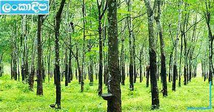 කිරි නොකපන රබර් ඉඩම් වලට පණ දෙන්න යයි