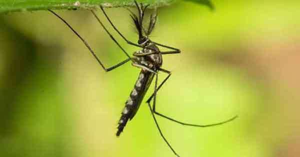 අයිස්ලන්තයෙන් මදුරුවන් හමුවෙලා