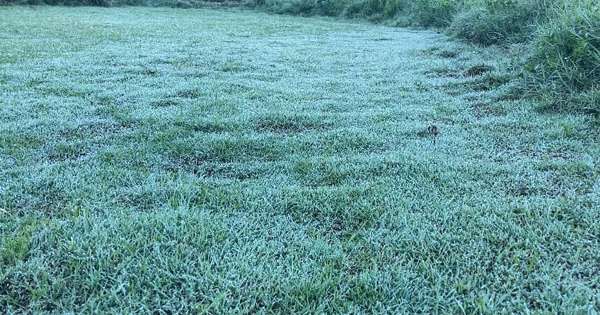 නුවරඑළිය මල් තුහින