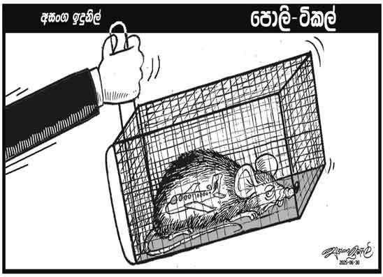 පොලි ටිකල් 30-06-2025