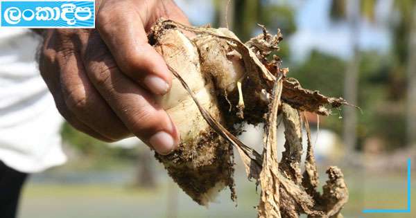 පුත්තලමේ  එළවලු -පළතුරු අක්කර 15000ක් විනාශයි