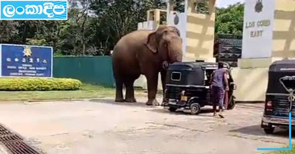 තුවාල අලියා වනජීවියට බයේ හමුදා කඳවුරට රිංගයි