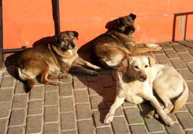 සුරතල් සතුන් ආනයනය තහනම්