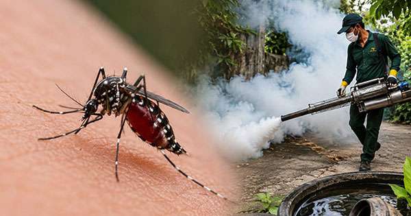 ඩෙංගු මර්දන වෘත්තික බඳවා ගැනීම් දෙසතියක් ඇතුළත