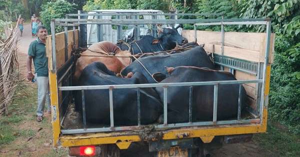 හරක් ලොරියට වෙඩි