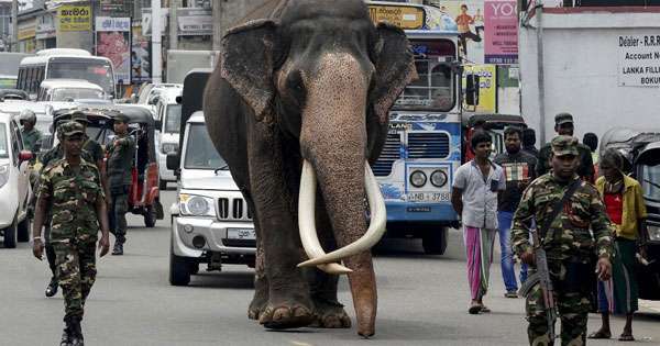 නැදුන්ගමුවේ රාජා කොළඹ  කෞතුකාගාරයට