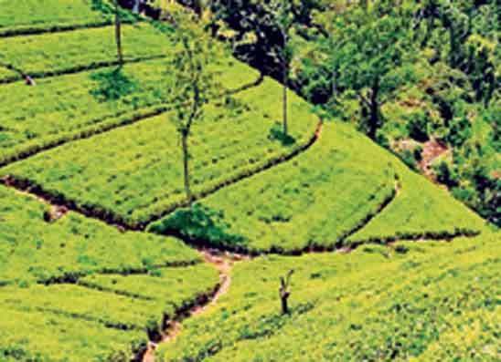අගෝස්තු මාසයේදී තේ නිෂ්පාදනයේ පසුබැසීමක්