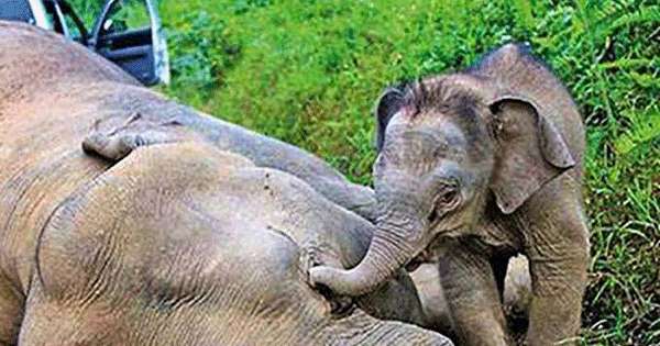 මාස අටට කුරුණෑගල නව දෙනෙක් අලින්ට බිලි:අලි 13 දෙනෙක් මිනිසුන්ට බිලි