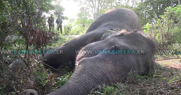විදුලි රැහැනක පැටලි වන අලියකු