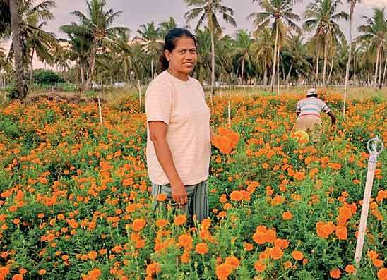 වාණිජ මල් වගාවෙන් දිවිය ජයගන්නා කල්පිටියේ මිනිස්සු