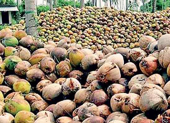 මුල්මාස හතරේ පොල් අපනයන ආදායම සියයට 19.8කින් ඉහළට