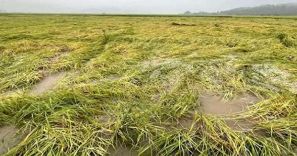 ආපදා වගා වන්දි  දෙසැම්බර් 30ට කලින්