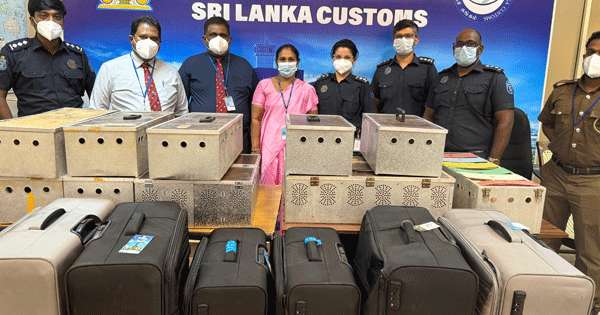 එතෙරින් ගෙනා පරවියන් 64ක් සමග ව්‍යාපාරියෝ දෙදෙනෙක් මාට්ටු