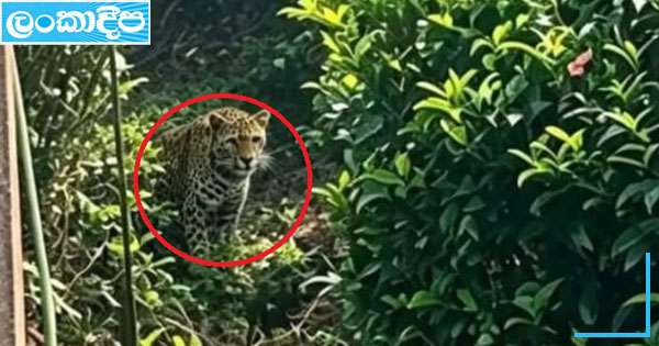 බගවන්තලාවේ තේ වත්තේ තඩි කොටියෙක්
