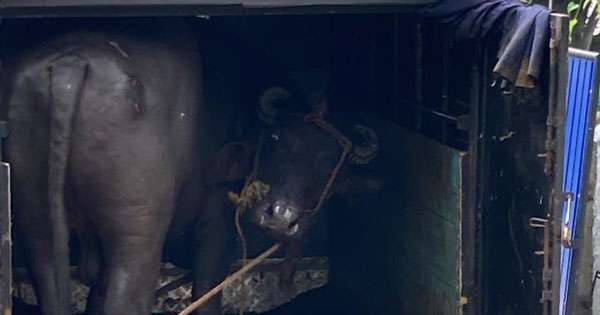 මහබාගේ ගව ඝාතකාගාරයක් වටලයි