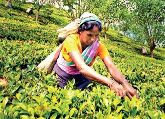 ජනවාරියේදී තේ නිෂ්පාදනයේ සියයට 3.63ක අඩුවීමක්