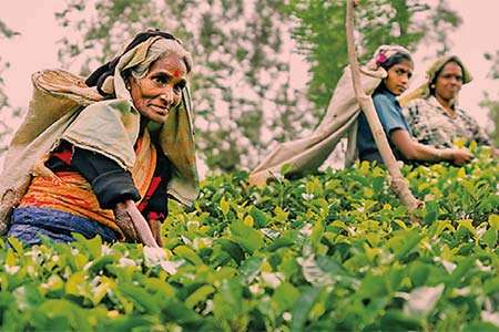 මාර්තුවේ තේ අලෙවියේ වටිනාකම් පහළට