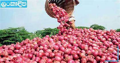 ලොකු ලූණු මිල නගී