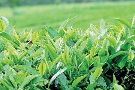 අප්‍රේල් මාසයේ තේ අලෙවියේ අගය ඉහළට