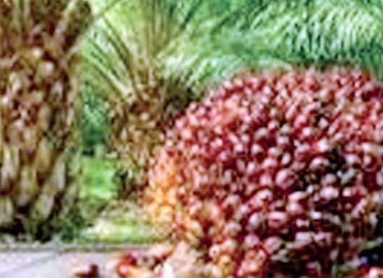 ඔයිල් පාම් වගාව අතහැරීමෙන් රුපියල් බිලියන ගණ්නක ආර්ථික ප්‍රතිලාභයක් අහිමි කර ගැනීමට ලංකාව සූදානම්ද?