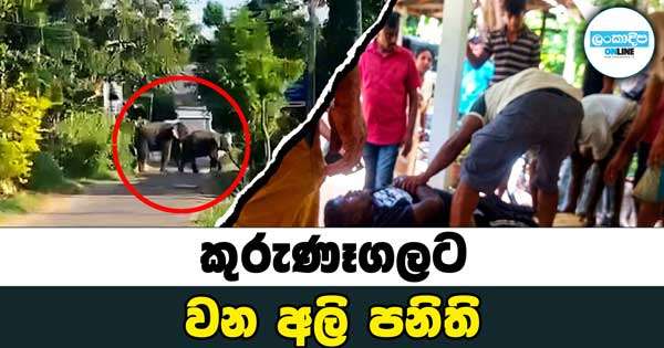කුරුණෑගලට වල් අලි පනිති