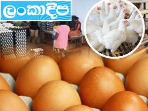 දවසට බිත්තර ලක්ෂ 80ක් කති