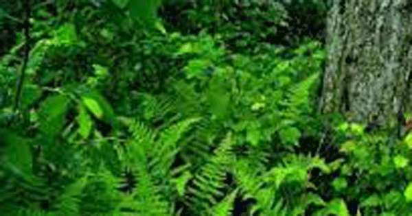 ආයෝජන කලාපවල අක්කර 1834ක් කැලෑවට ඇරලා