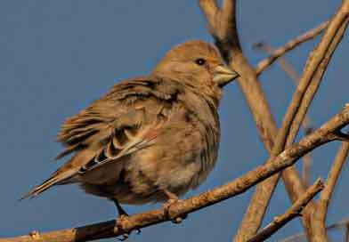 පුංචි පිංචියා සෞදි ඇවිල්ලා