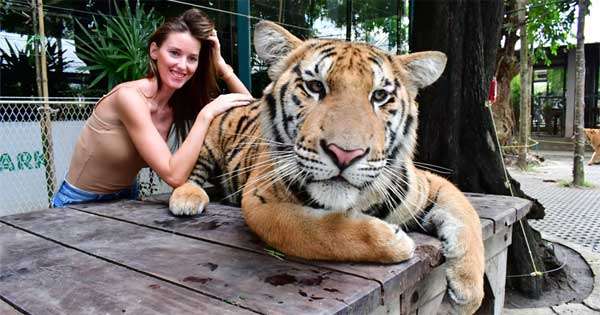 ව්‍යාඝ්‍රයෝ 72ක් වයිරසයකට බිලි