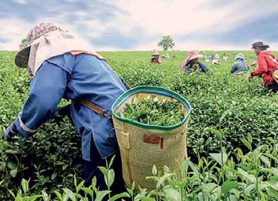 මාර්තුවේ තේ අපනයනයේ සුළු පහළ යෑමක්