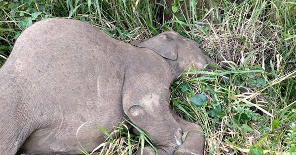 වෑන් රියේ ගැටුණු අලියා මරුට