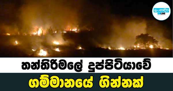 තන්තිරිමලේ ලඳු කැලෑවක ගින්නක්