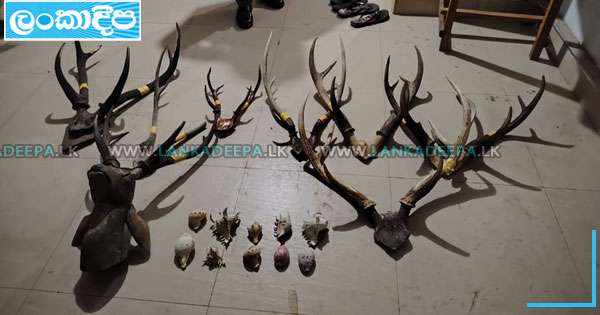 වල්ලපට්ටා- වන සත්ව කොටස් සමඟ 6ක් අත්අඩංගුවට