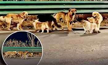 ලොවම මවිත කළ චීනයේ හතේ කල්ලිය