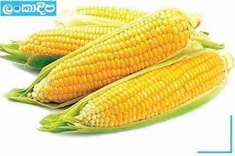 සත්ව ආහාර වලට බඩ ඉරිඟු රටින් ගෙනෙයි