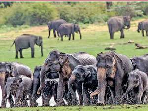 අලි - මිනිස් ගැටුමට විකල්පය කුමක්ද?