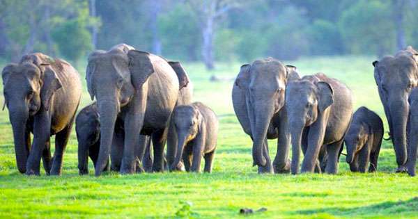 අලි සංගණනයක් කරන්න