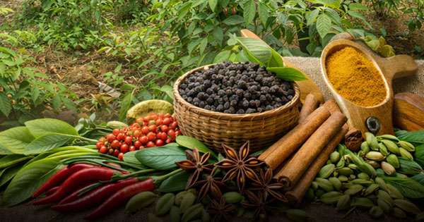 යුරෝපෙට යවන ආහාර වල ප්‍රමිතිය වැඩි කරයි