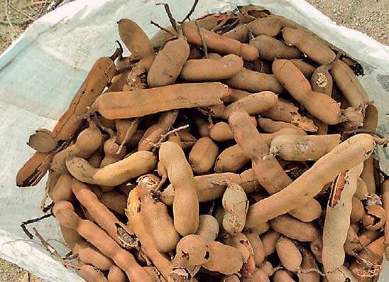 මහවැලියේ සියඹලා ඵලදාවෙන් නිසි ප්‍රයෝජන ගන්න බැරිද ?