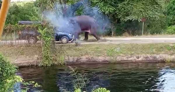 ඇළෙන් ගොඩ ආ අලියා වාහනවලට පහරදීලා