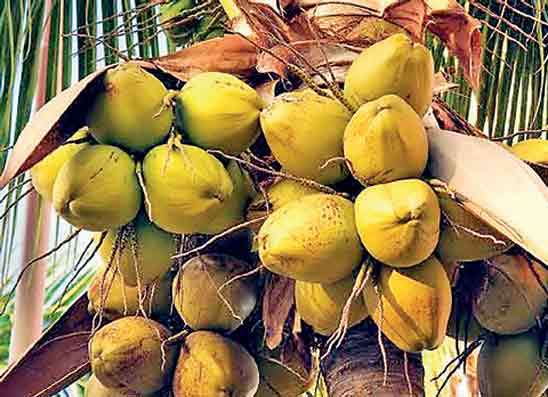 පොල් ගෙඩියේ අවම මිලකට වගාකරුවන්ගේ ප්‍රසාදය