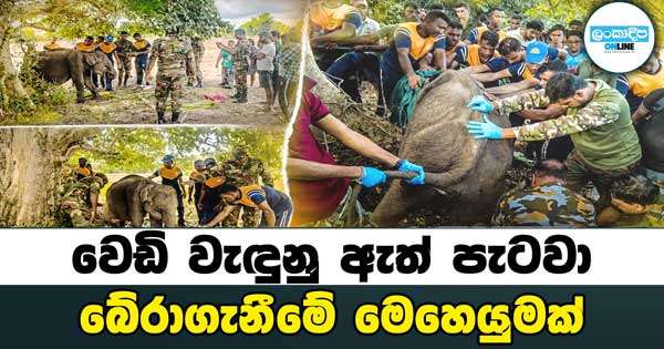 වෙඩි වැඳුනු ඇත් පැටවා බේරාගැනීමේ මෙහෙයුමක්