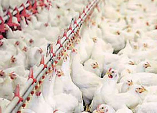 ප්‍රීමා සමූහයේ ධාරිතාව සියයට 100කින් ඉහළ නැංවීමට  රු.බි. 3ක ආයෝජනයක්