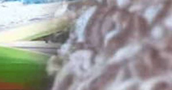 මුහුදු බෙල්ලන් ඇල්ලූ 26ක් මාට්ටු