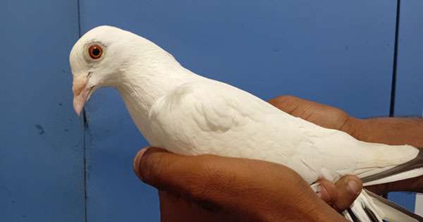 සත්තු වත්තේ  පරවියෙක් හොරෙන් අරන් යන්න ගිය අයෙක් අල්ලයි