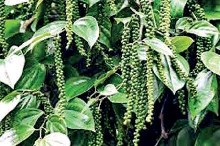 මිල පහළ වැටි දකුණේ ගම්මිරිස් වගාකරුවෝ අර්බුදයක