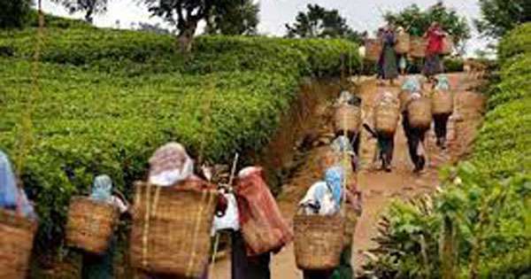 වතු කම්කරු දිරි දීමනාවට කැබිනට් අනුමැතිය