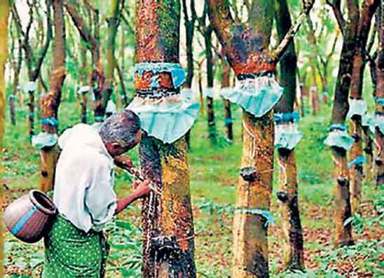 අත්හැර දමා ඇති රබර් වගා ඵලදායීතාව නැංවීමට ව්‍යාපෘතියක්